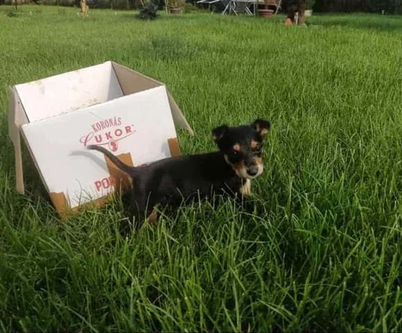 TILDA,  (Kutyatár Állatmenhely Kaposvár)