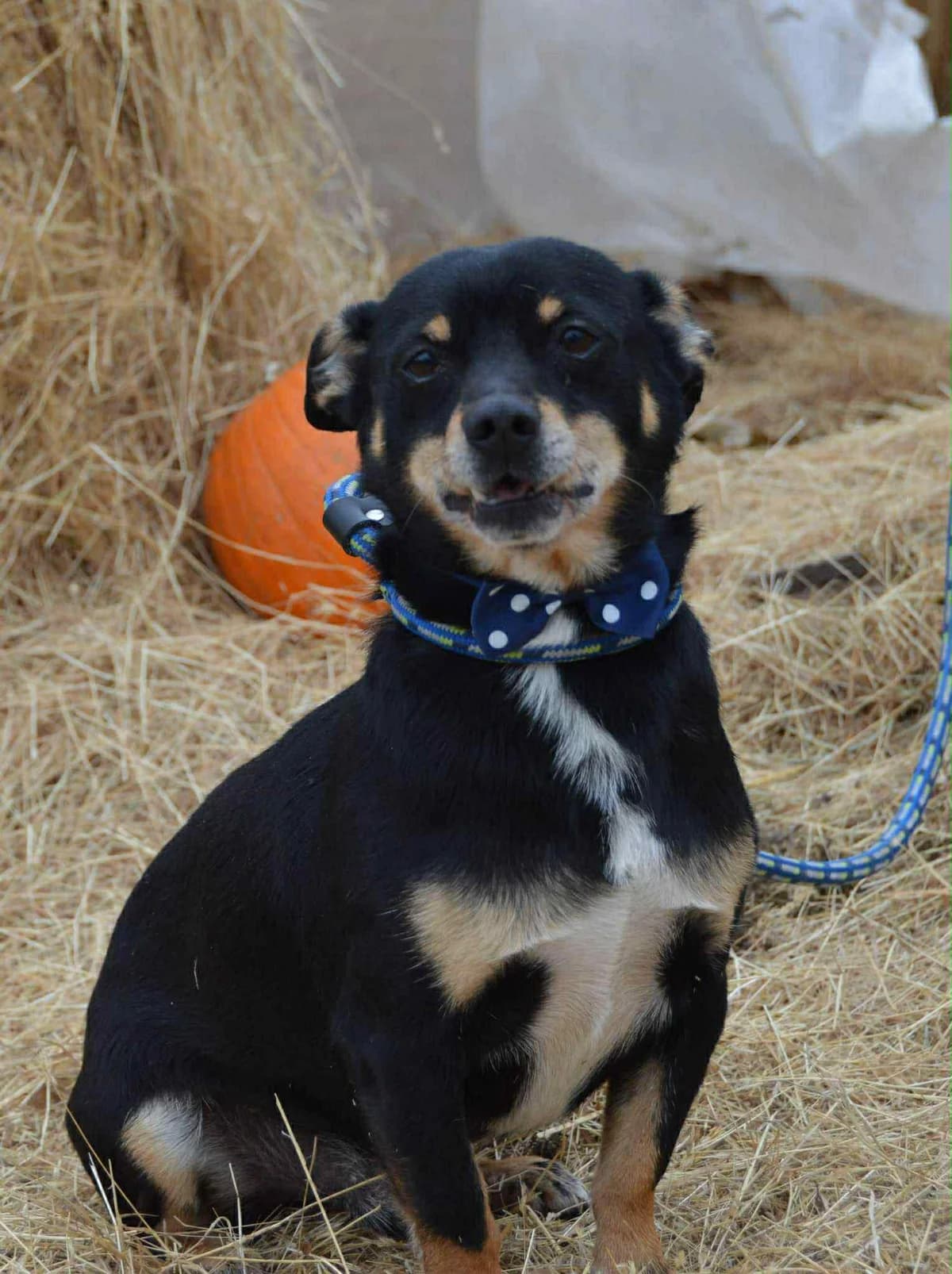 Elvisz, Barna-fehér male 3yo mixed breed for adoption at Laki Mancs Állatvédelmi Egyesület