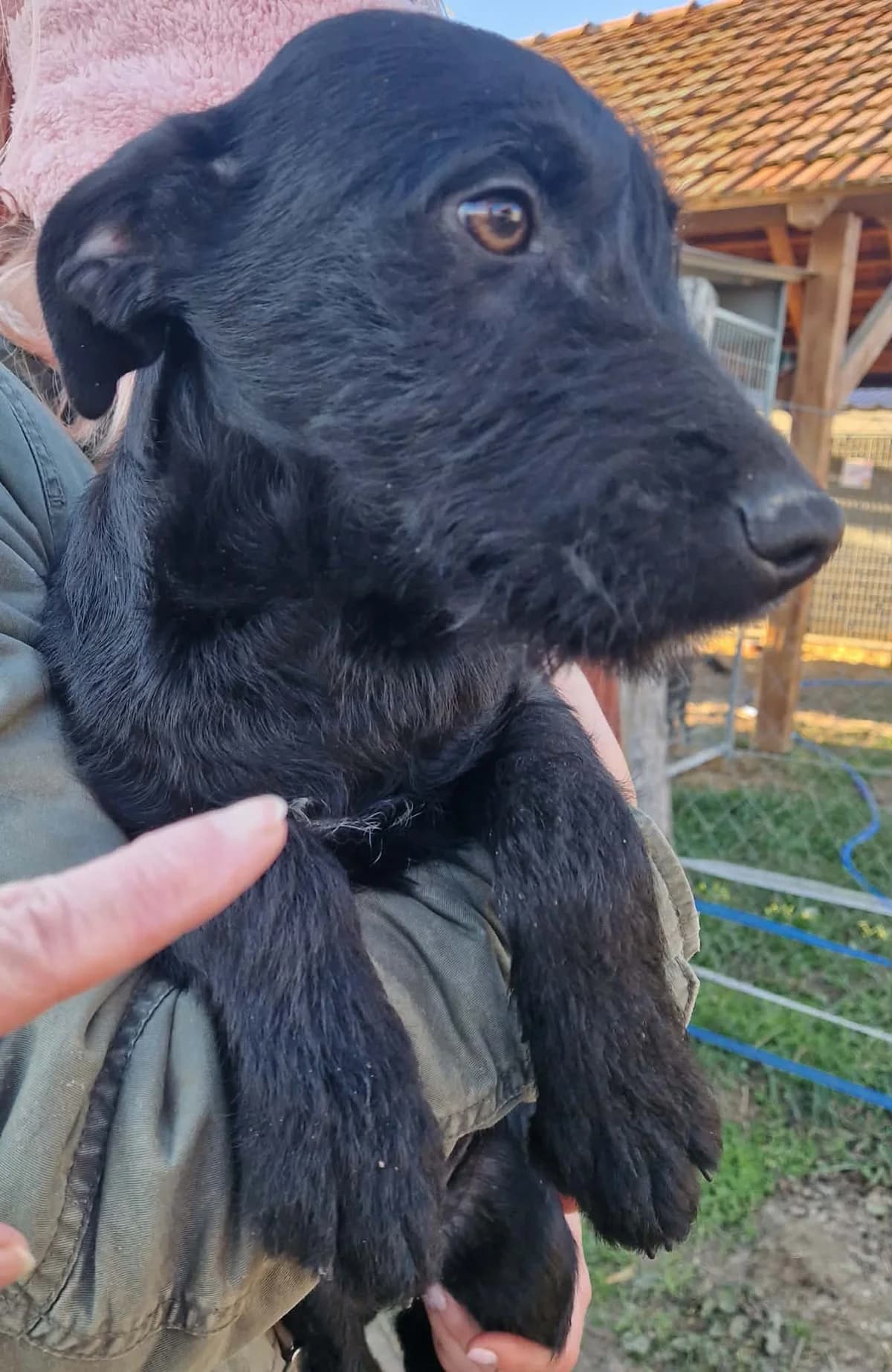 Cimbi, Fekete male young mixed breed for adoption at Laki Mancs Állatvédelmi Egyesület