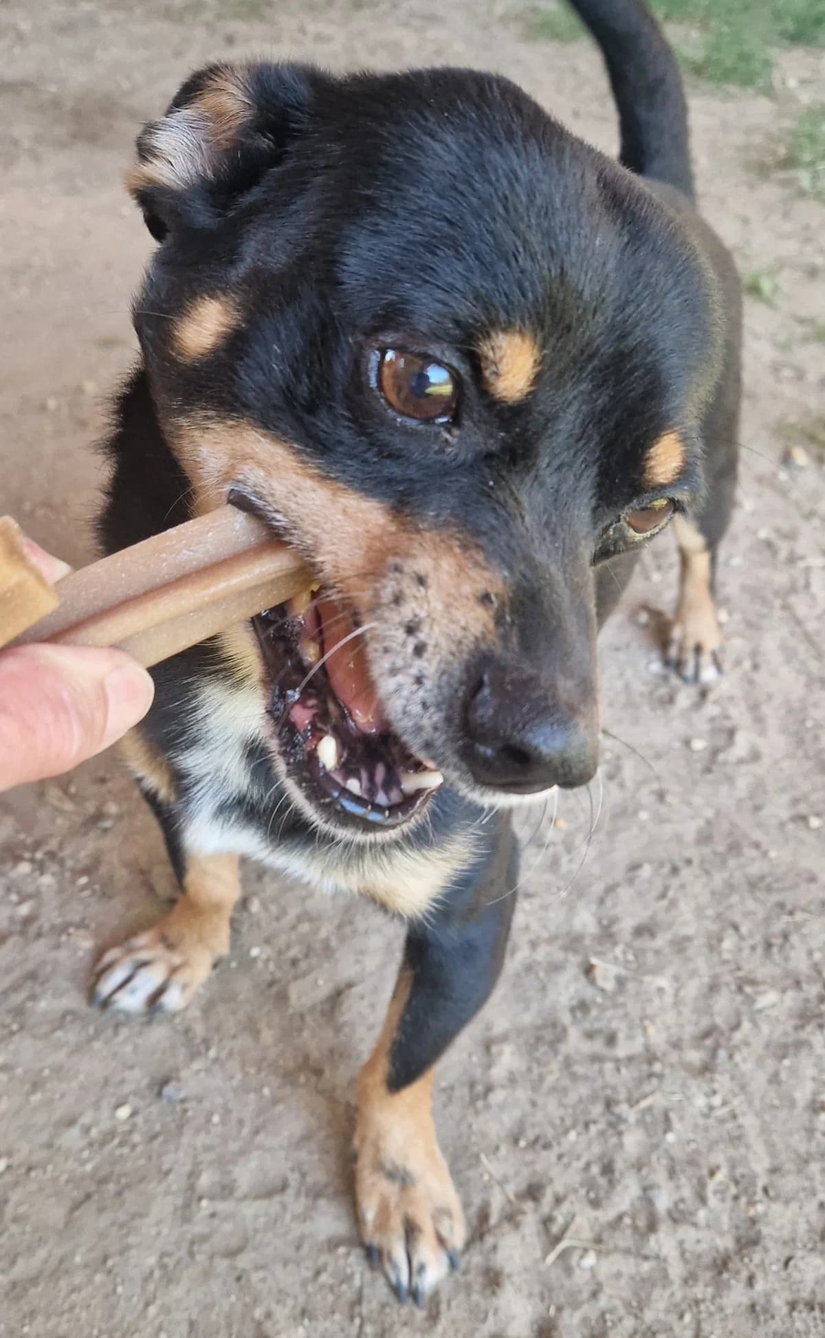 Emír, Fekete-barna male 3yo mixed breed for adoption at Laki Mancs Állatvédelmi Egyesület
