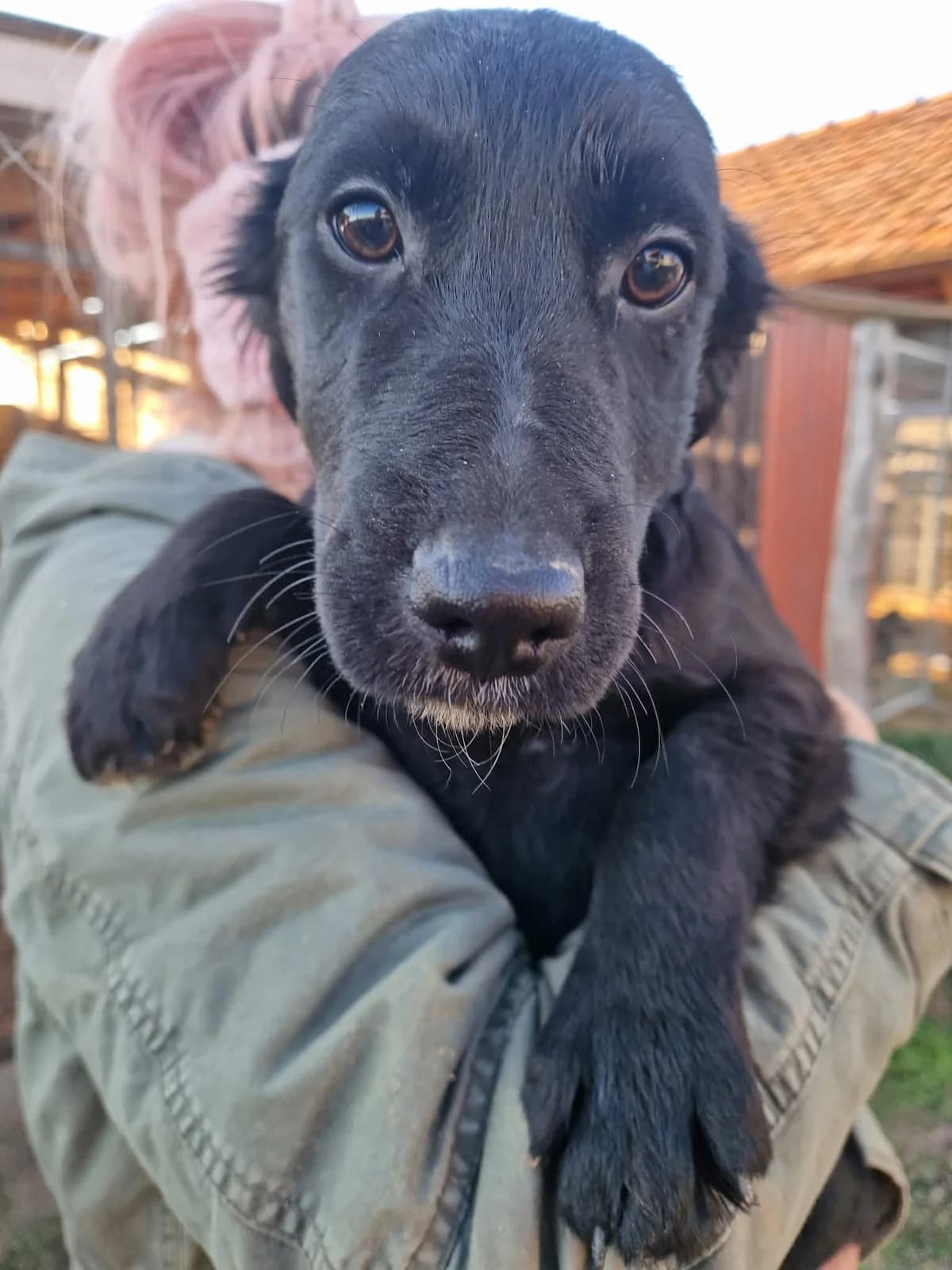 Mary, Fekete female young mixed breed for adoption at Laki Mancs Állatvédelmi Egyesület