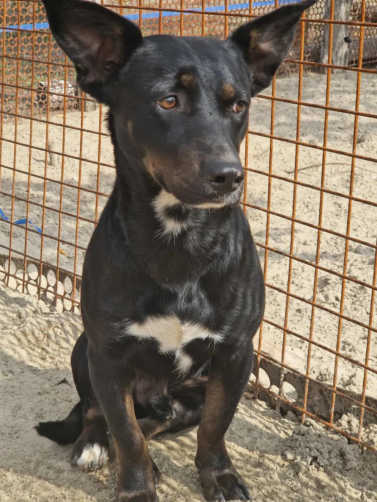 Mézga Géza, Fekete-barna male young mixed breed for adoption at Laki Mancs Állatvédelmi Egyesület