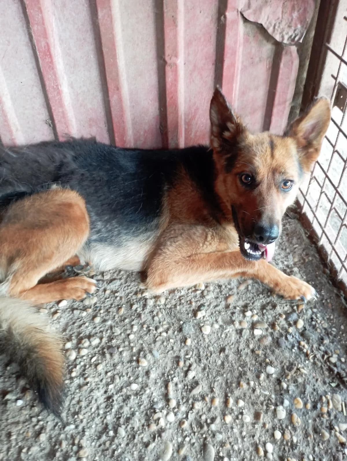 Róka, Fekete, barna male 7yo mixed breed for adoption at Laki Mancs Állatvédelmi Egyesület