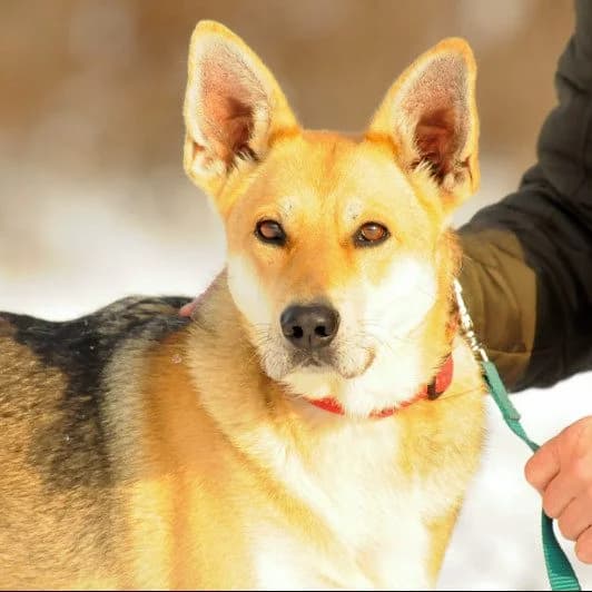 Vica, female Mixed Breed for adoption at Luca Kutyamenedék