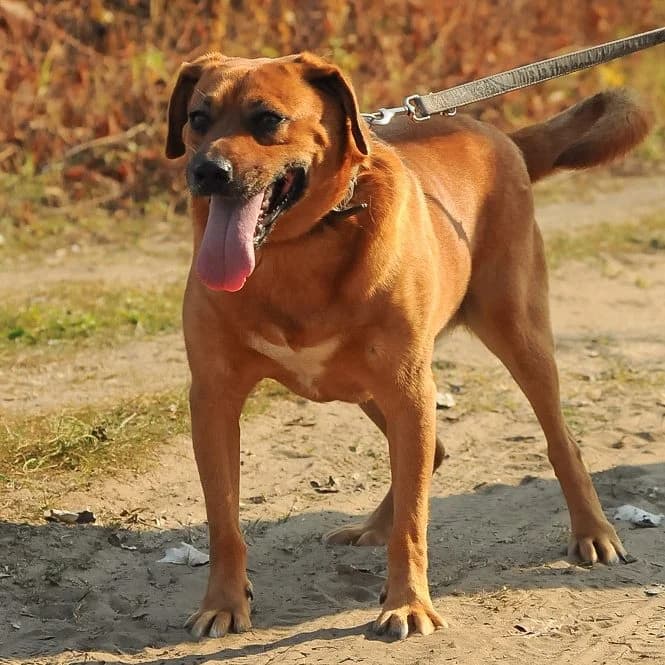 Szellő, female Mixed Breed for adoption at Luca Kutyamenedék