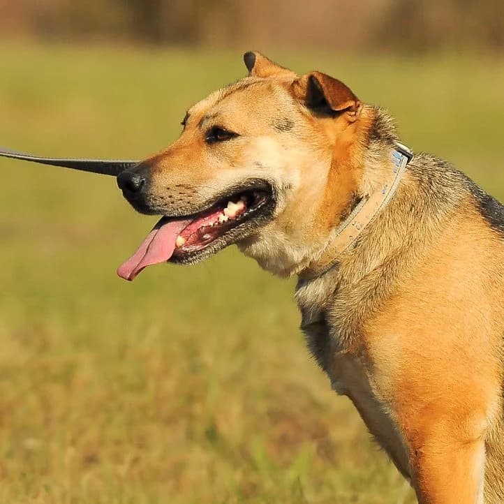 Mancika, female Mixed Breed for adoption at Luca Kutyamenedék