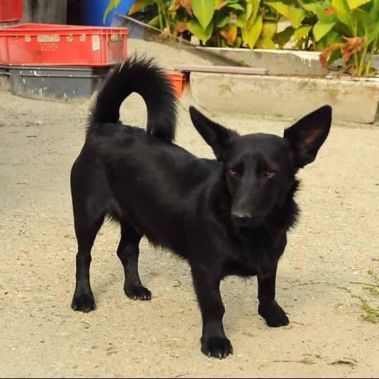 Korom, male Mixed Breed for adoption at Luca Kutyamenedék