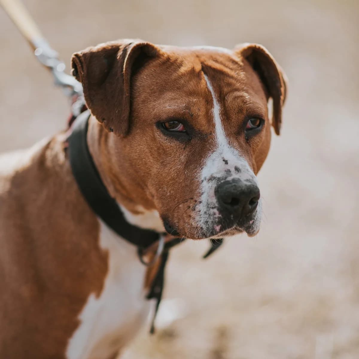 Jahuba, male Mixed Breed for adoption at Luca Kutyamenedék