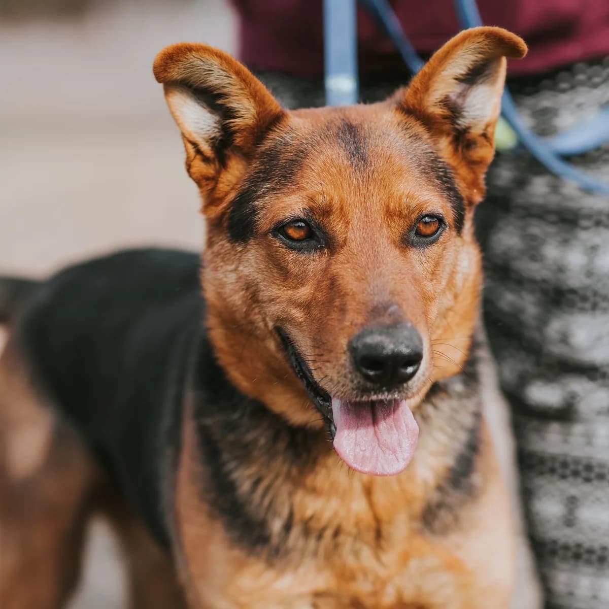 Gina, female Mixed Breed for adoption at Luca Kutyamenedék