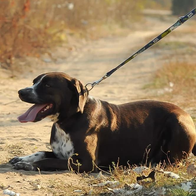Dexter, male Mixed Breed for adoption at Luca Kutyamenedék