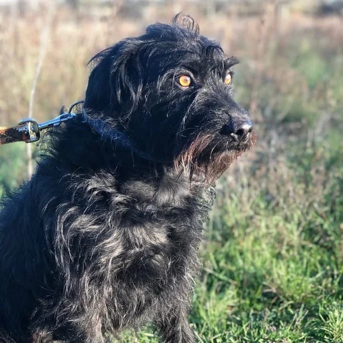 Nyafi, male Mixed Breed for adoption at Luca Kutyamenedék