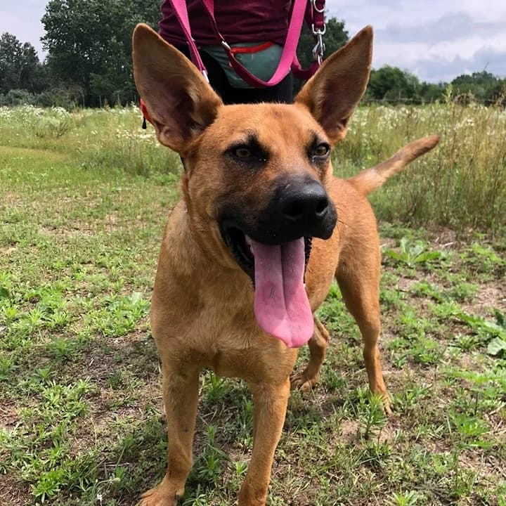 Szikra, male Mixed Breed for adoption at Luca Kutyamenedék