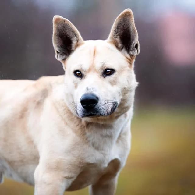 Curtis, male Mixed Breed for adoption at Luca Kutyamenedék