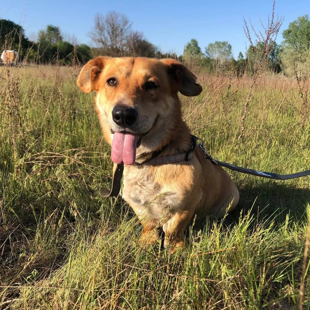 Max, male Mixed Breed for adoption at Luca Kutyamenedék