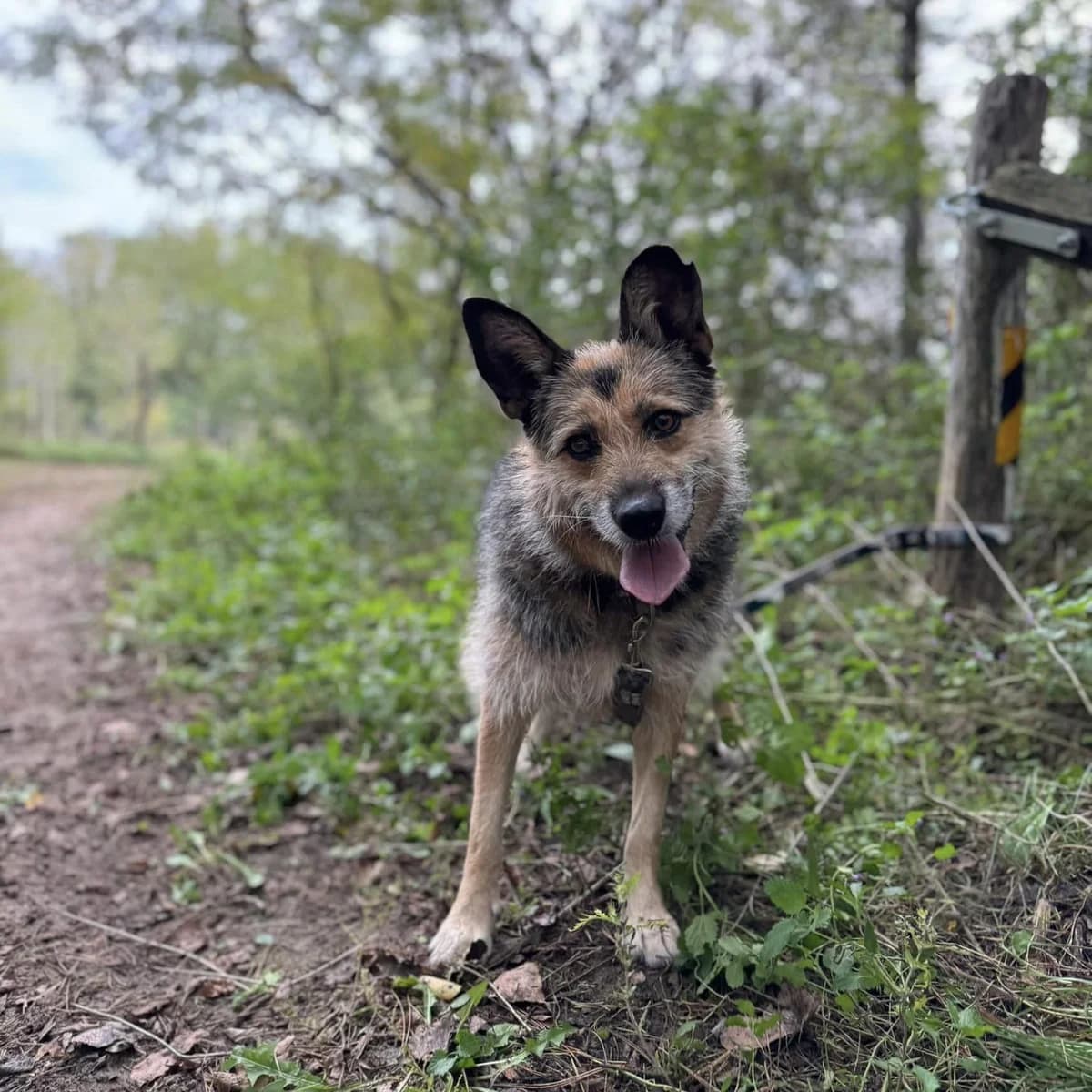 Nedű, female Mixed Breed for adoption at Luca Kutyamenedék