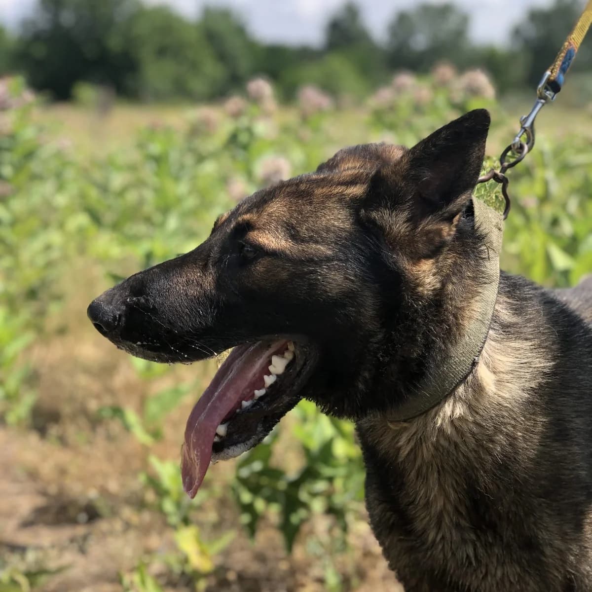Medárd, male Mixed Breed for adoption at Luca Kutyamenedék