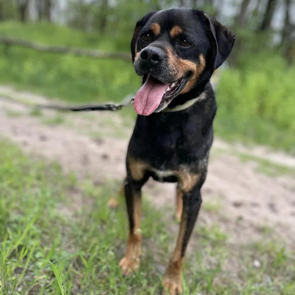 Hakni, Mixed Breed (Luca Kutyamenedék)