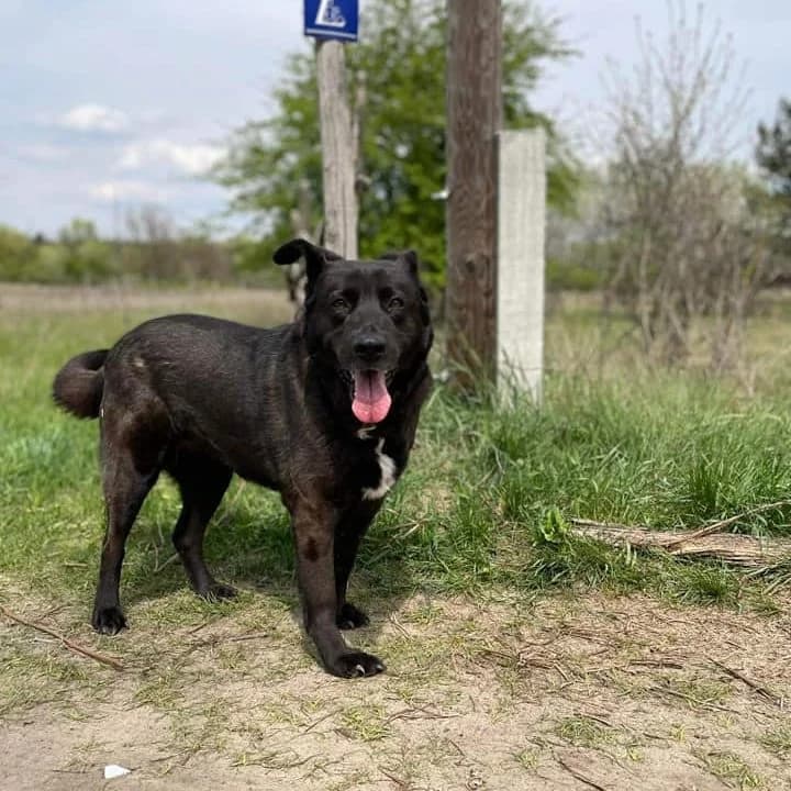 Csuporka, female Mixed Breed for adoption at Luca Kutyamenedék