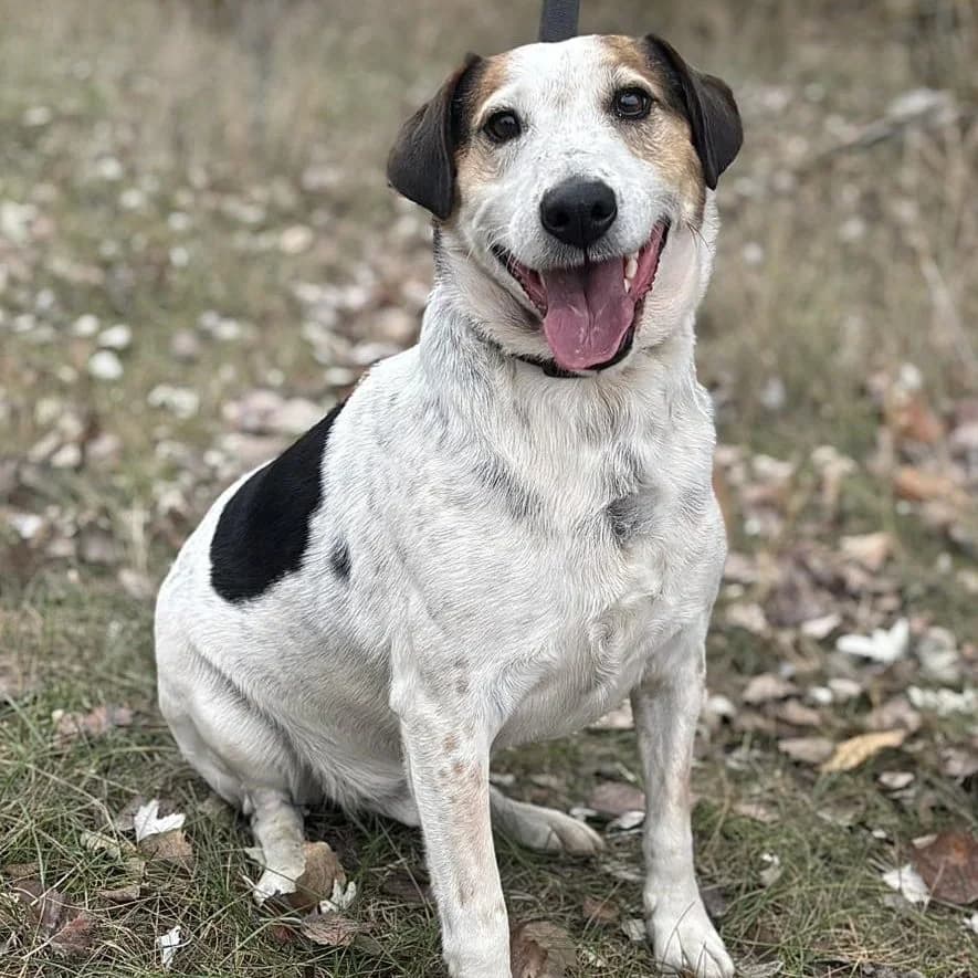 Rágó, male Mixed Breed for adoption at Luca Kutyamenedék