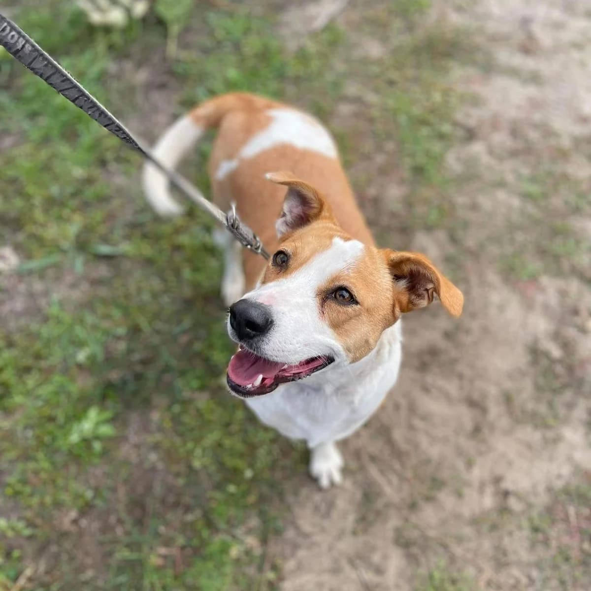 Nudli, female Mixed Breed for adoption at Luca Kutyamenedék