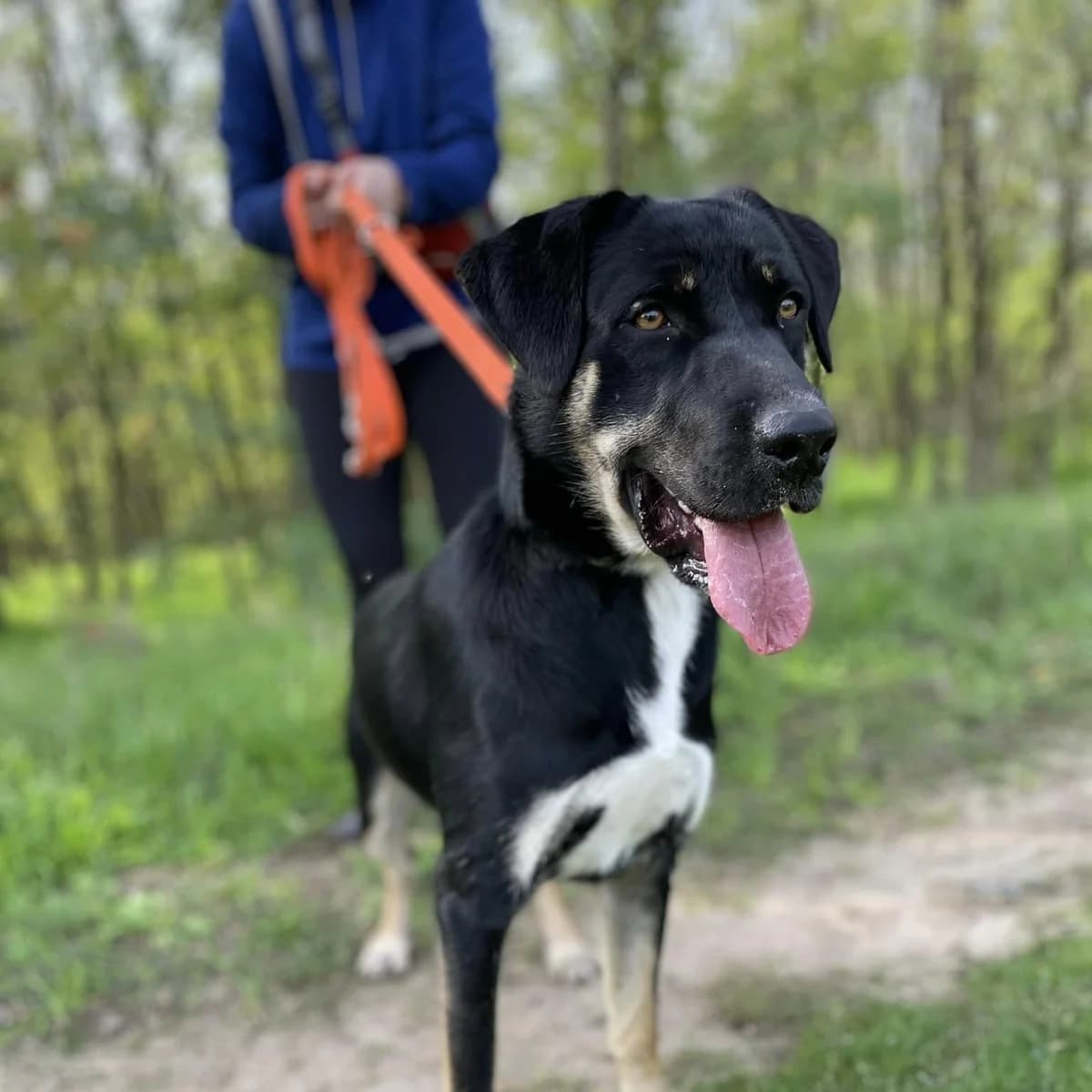 Csibész, male young Mixed Breed for adoption at Luca Kutyamenedék