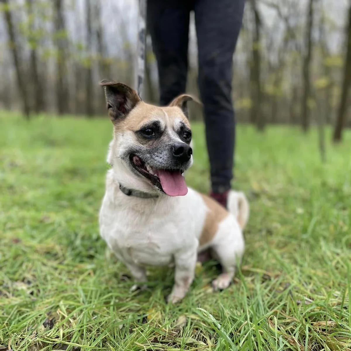 Palkó, male Mixed Breed for adoption at Luca Kutyamenedék