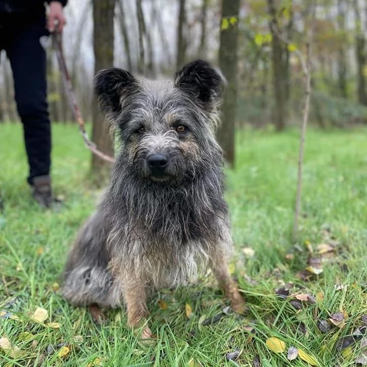 Csavargó, male Mixed Breed for adoption at Luca Kutyamenedék