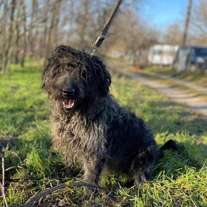 Bodri, Mixed Breed (Luca Kutyamenedék)