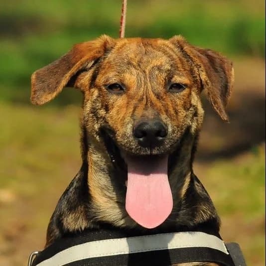 Katica, female 5yo Mixed Breed for adoption at Luca Kutyamenedék