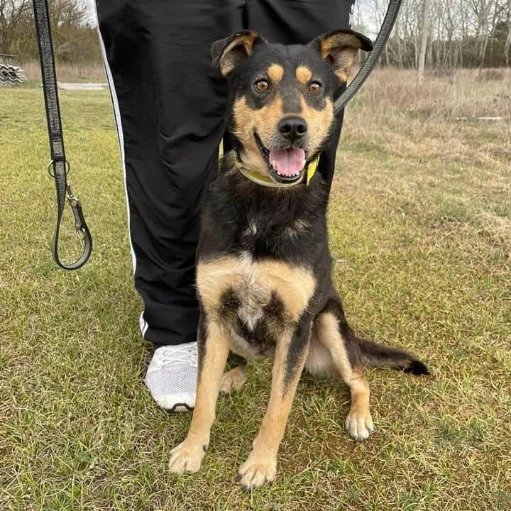 Betű, Mixed Breed (Luca Kutyamenedék)