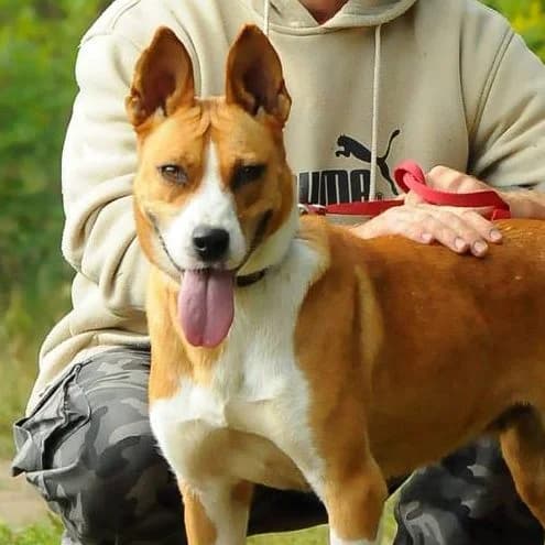 Szalaszendi Szandika, female senior Mixed Breed for adoption at Luca Kutyamenedék