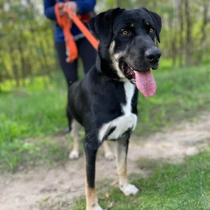 Csibész, Mixed Breed (Luca Kutyamenedék)