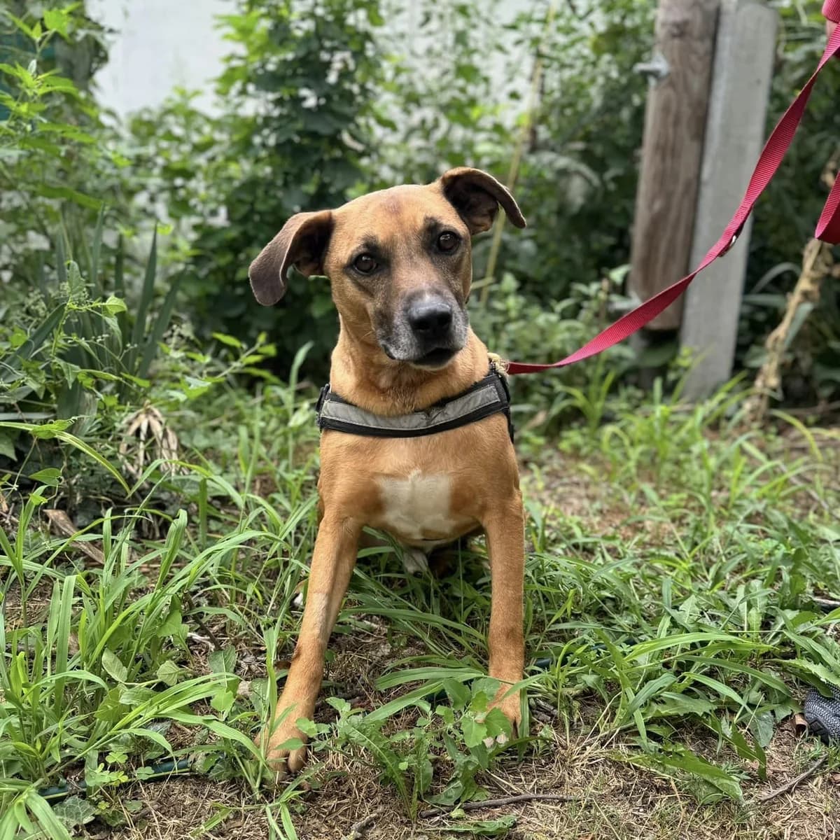 Vacsog, male Mixed Breed for adoption at Luca Kutyamenedék