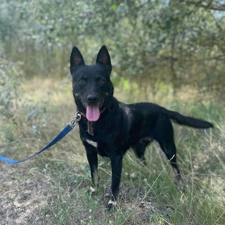 Vekni, female Mixed Breed for adoption at Luca Kutyamenedék