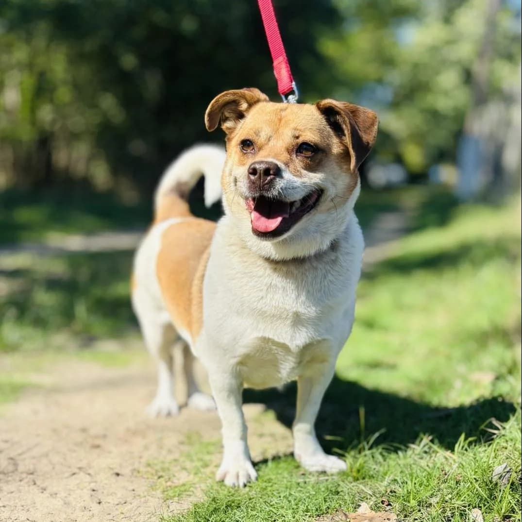 Pukkancs, male Mixed Breed for adoption at Luca Kutyamenedék