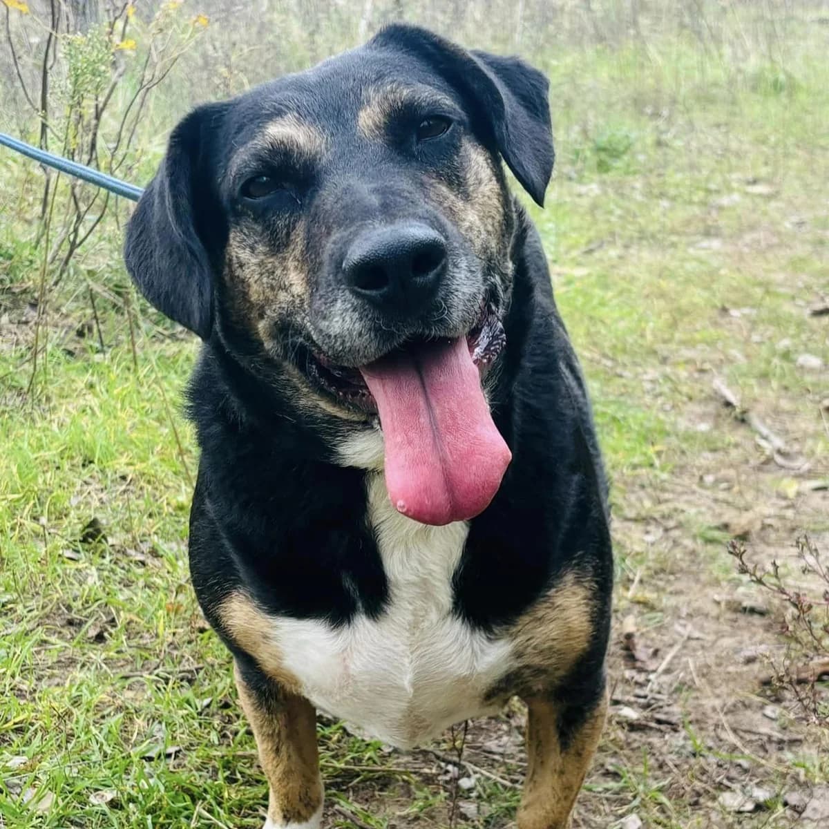Maggie, female Mixed Breed for adoption at Luca Kutyamenedék