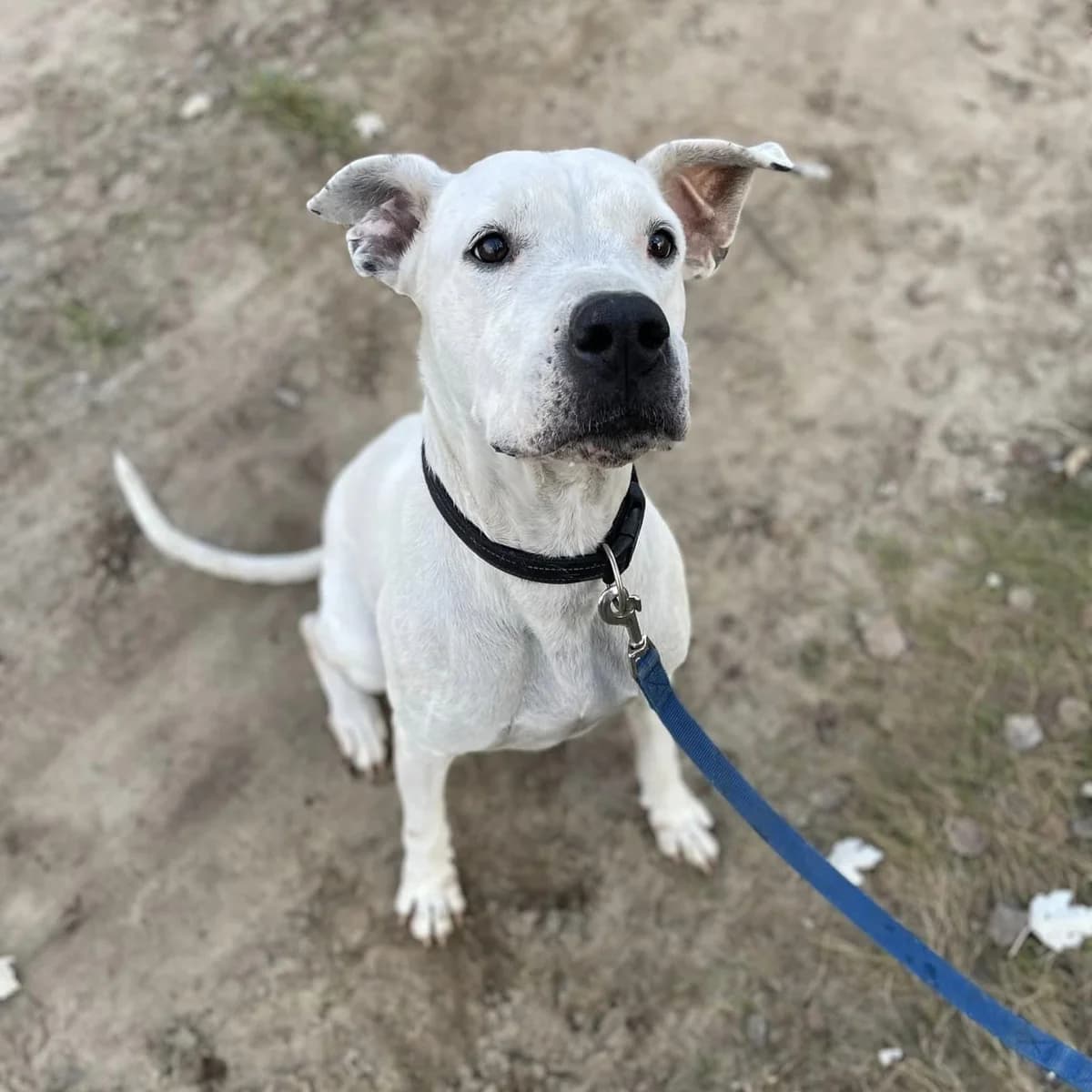Vénusz, female senior Mixed Breed for adoption at Luca Kutyamenedék