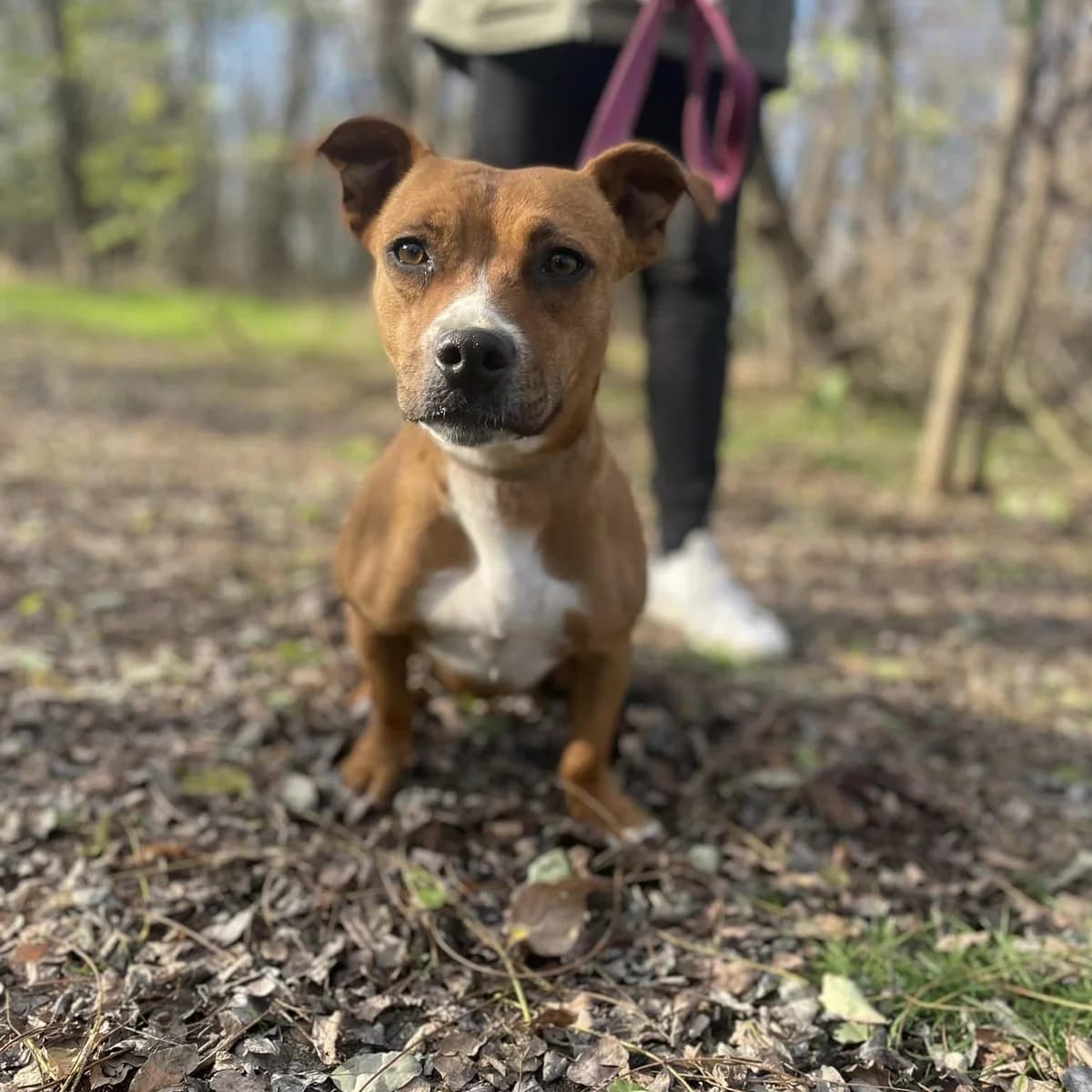 Zsup, Mixed Breed (Luca Kutyamenedék)