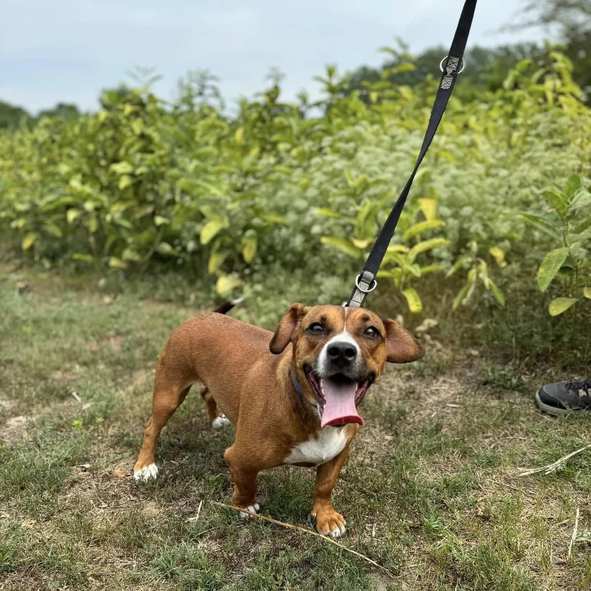 Zsip, Mixed Breed (Luca Kutyamenedék)