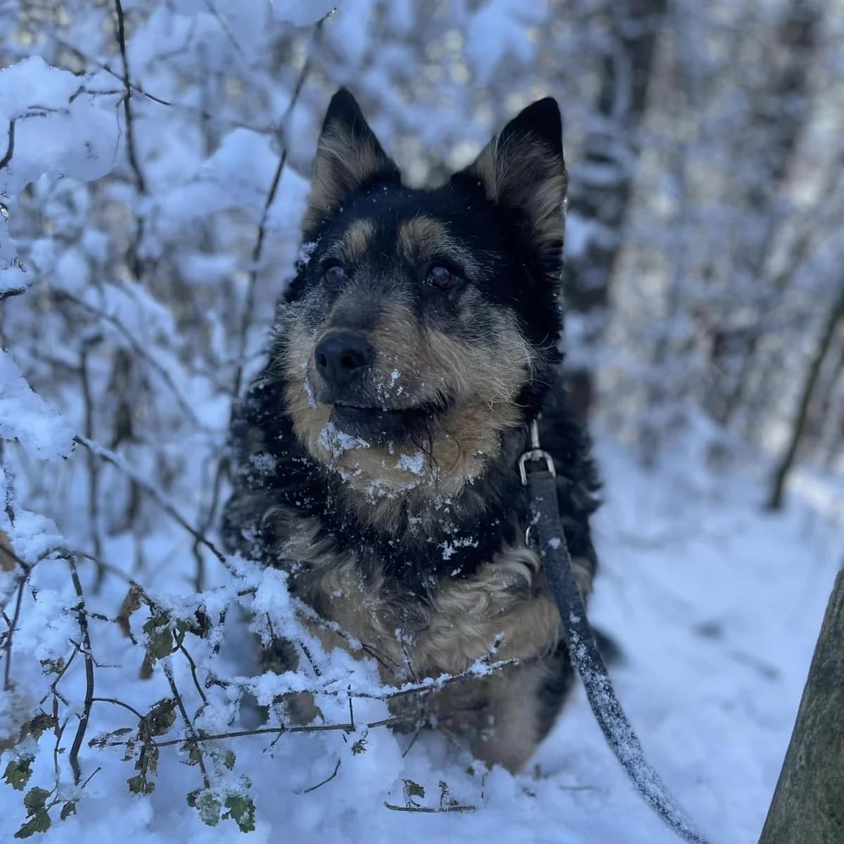 Roona, Mixed Breed (Luca Kutyamenedék)