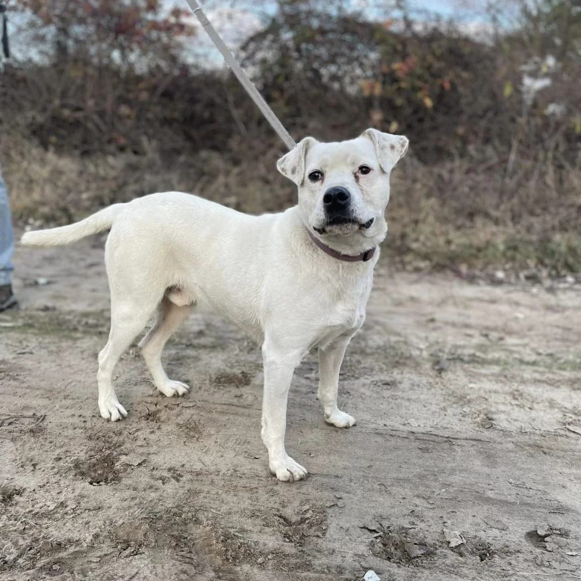 Milo, Mixed Breed (Luca Kutyamenedék)