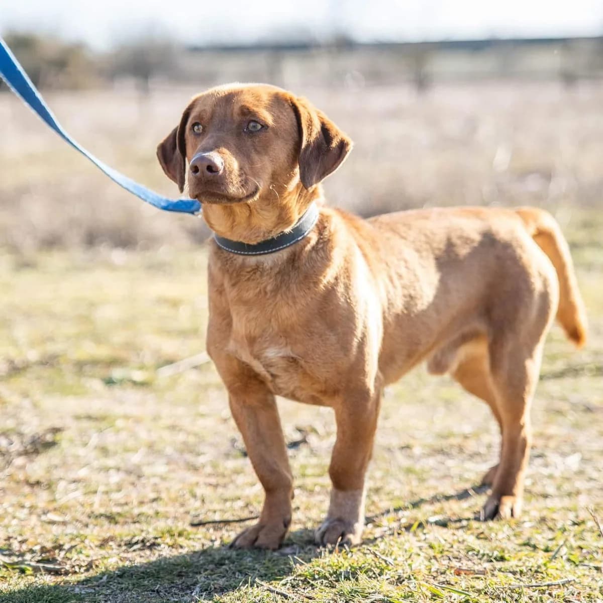 Dödöle, Mixed Breed (Luca Kutyamenedék)