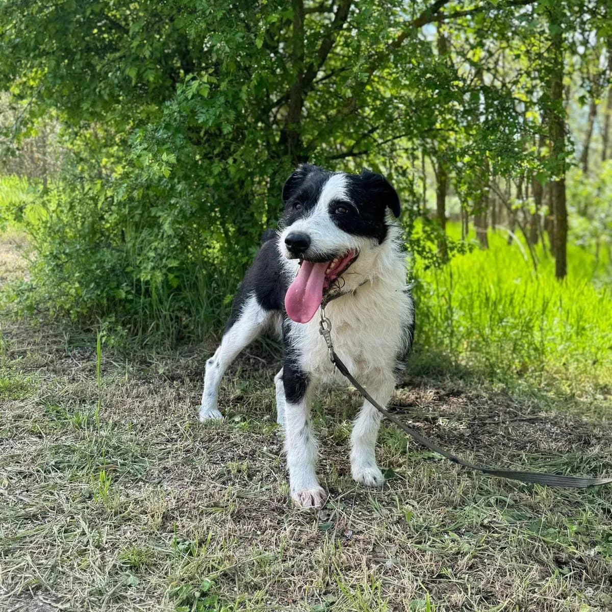 Maci, Mixed Breed (Luca Kutyamenedék)
