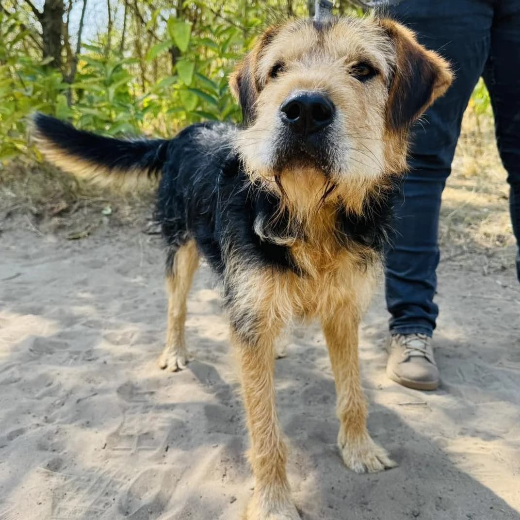 Boldizsár, male Mixed Breed for adoption at Luca Kutyamenedék