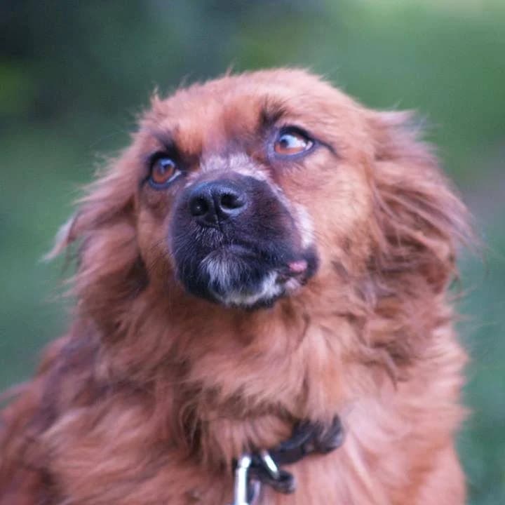 Lotti, female Mixed Breed for adoption at Luca Kutyamenedék