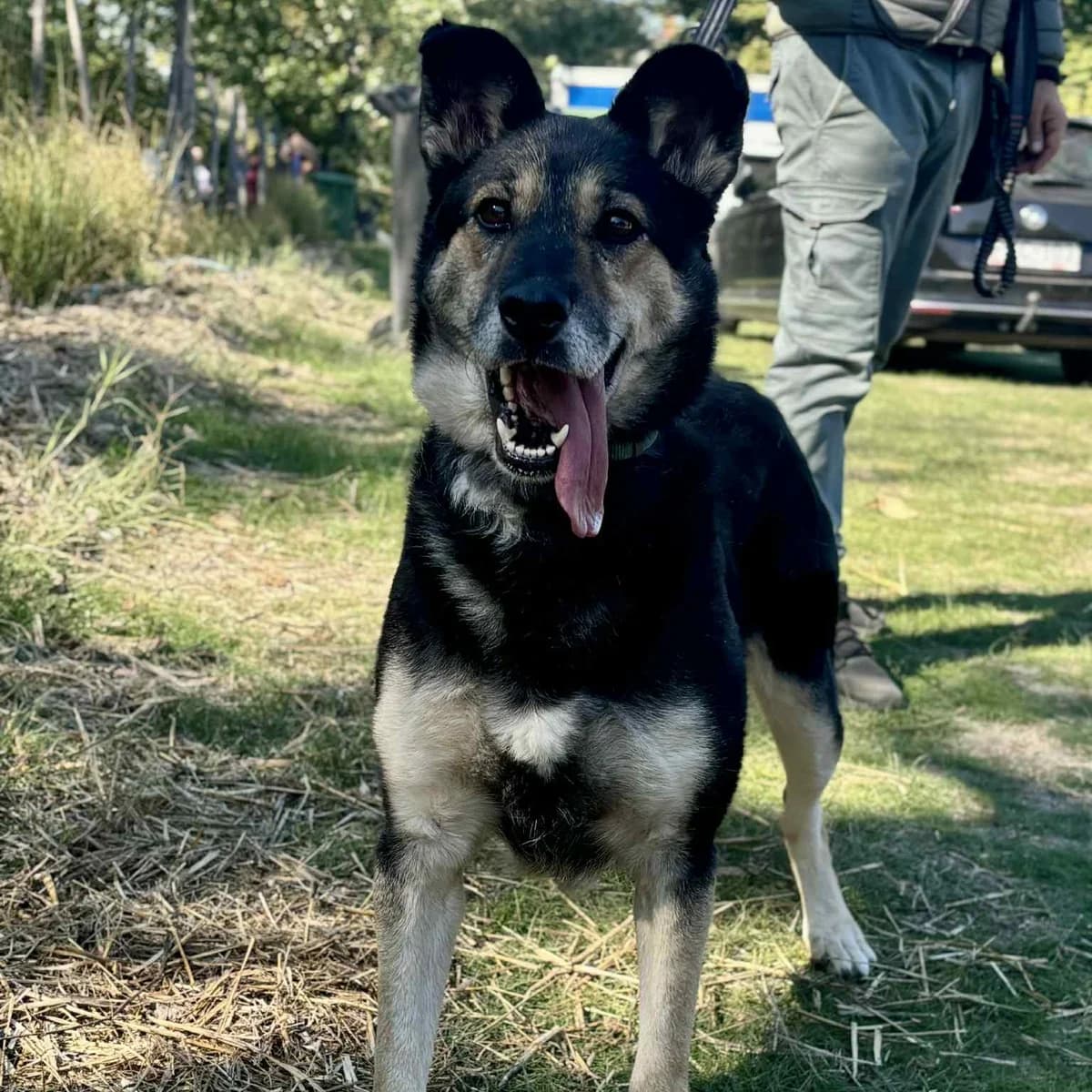 Szofi, female Mixed Breed for adoption at Luca Kutyamenedék