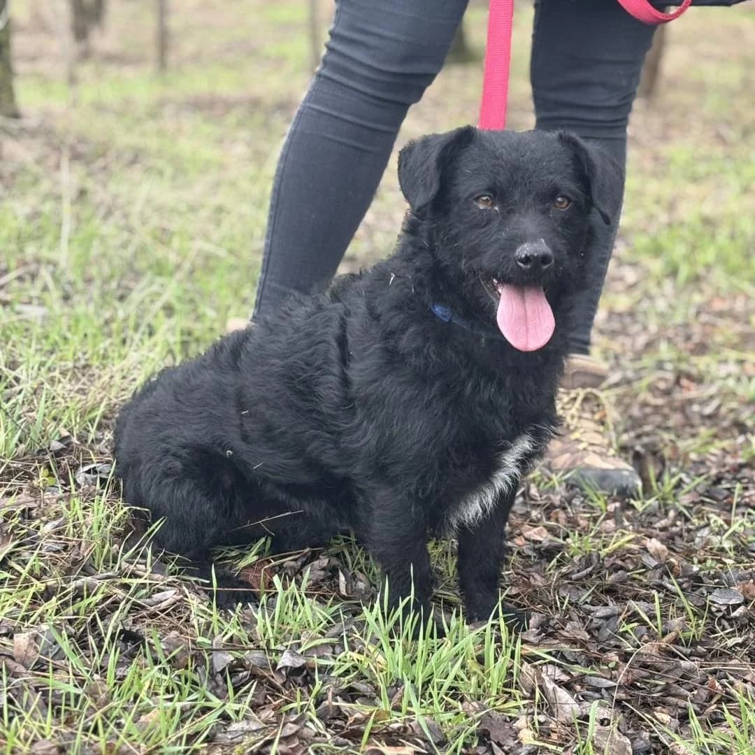 Vermut, male Mixed Breed for adoption at Luca Kutyamenedék