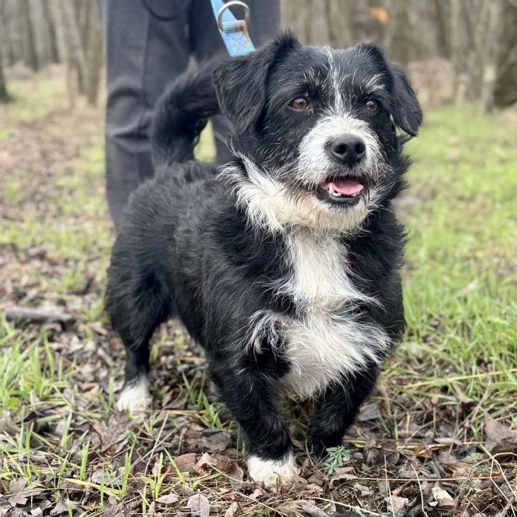 Vodka, male Mixed Breed for adoption at Luca Kutyamenedék