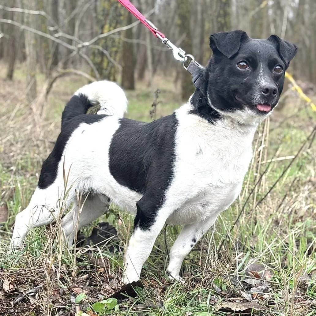 Mákos, female Mixed Breed for adoption at Luca Kutyamenedék