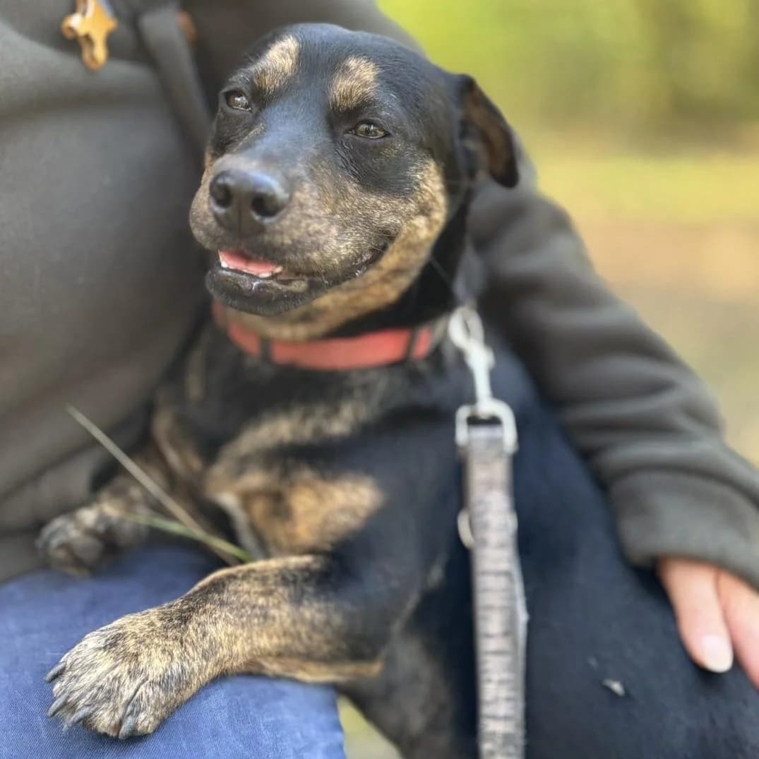 Mángold, female Mixed Breed for adoption at Luca Kutyamenedék